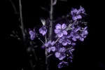 Morello Cherry (Prunus cerasus 'Morello') blossom [UV]