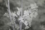 Morello Cherry (Prunus cerasus 'Morello') blossom [IR]