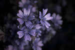 Malva sylvestris (Common Mallow) flowers [UV]