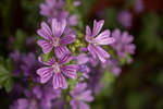 Malva sylvestris (Common Mallow) flowers