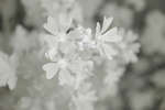 Malva sylvestris (Common Mallow) flowers [IR]