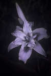 Hemerocallis fulva (Orange day-lily) fl. pl. flower [UV]