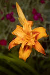 Hemerocallis fulva (Orange day-lily) fl. pl. flower