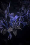 Lonicera japonica flowers [UV]