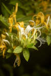 Lonicera japonica flowers