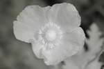Papaver somniferum flower [IR]