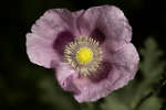 Papaver somniferum flower