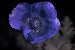 Papaver somniferum flower [UV]