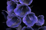 Digitalis purpurea f. albiflora [UV]