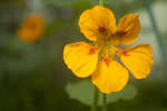 Garden Nasturtium (Tropaeolum majus) Yellow flower