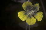 Garden Nasturtium (Tropaeolum majus) Yellow flower [UV]