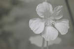 Garden Nasturtium (Tropaeolum majus) Yellow flower [IR]