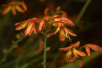 Crocosmia flowers