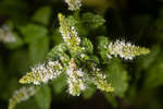 Spearmint in flower