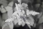 Spearmint in flower [IR]
