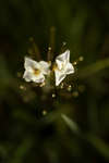 Mature Cardamine pratensis flowers