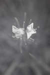 Mature Cardamine pratensis flowers [IR]