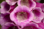 Common foxglove flowers close-up