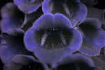 Common foxglove flowers close-up [UV]