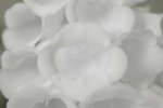 Common foxglove flowers close-up [IR]