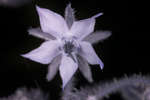 Borage flower [UV]