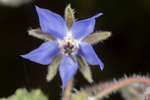 Borage flower
