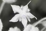 Borage flower [IR]