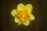 Double Daffodil flower