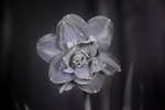 Double Daffodil flower