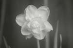 Double Daffodil flower