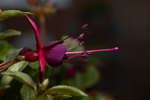 Purple Fuchsia flower profile view