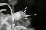 Purple Fuchsia flower profile view [IR]