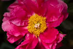 Paeonia officinalis flower