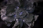 Paeonia officinalis flower [UV]