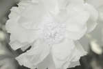 Paeonia officinalis flower [IR]