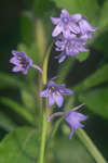 Bluebell flower