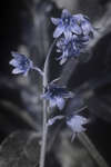 Bluebell flower [UV]