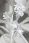 Bluebell flower [IR]