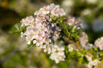 Common Hawthorn blossom