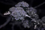 Common Hawthorn blossom [UV]