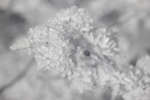 Common Hawthorn blossom [IR]