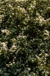 Hawthorn hedge in blossom
