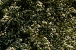 Hawthorn hedge in blossom