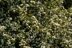 Hawthorn hedge in blossom