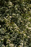 Hawthorn hedge in blossom
