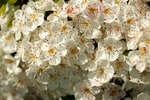 Hawthorn blossom