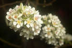 Pear tree blossom