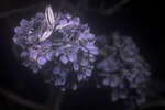 Pear tree blossom [UV]