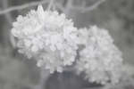 Pear tree blossom [IR]