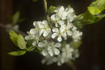 Plum blossom